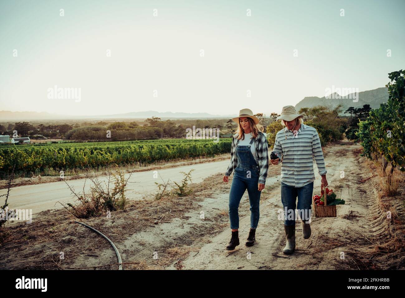 Caucasian romantic couple walking at sunrise through farmlands holding basket of fresh vegetables  Stock Photo