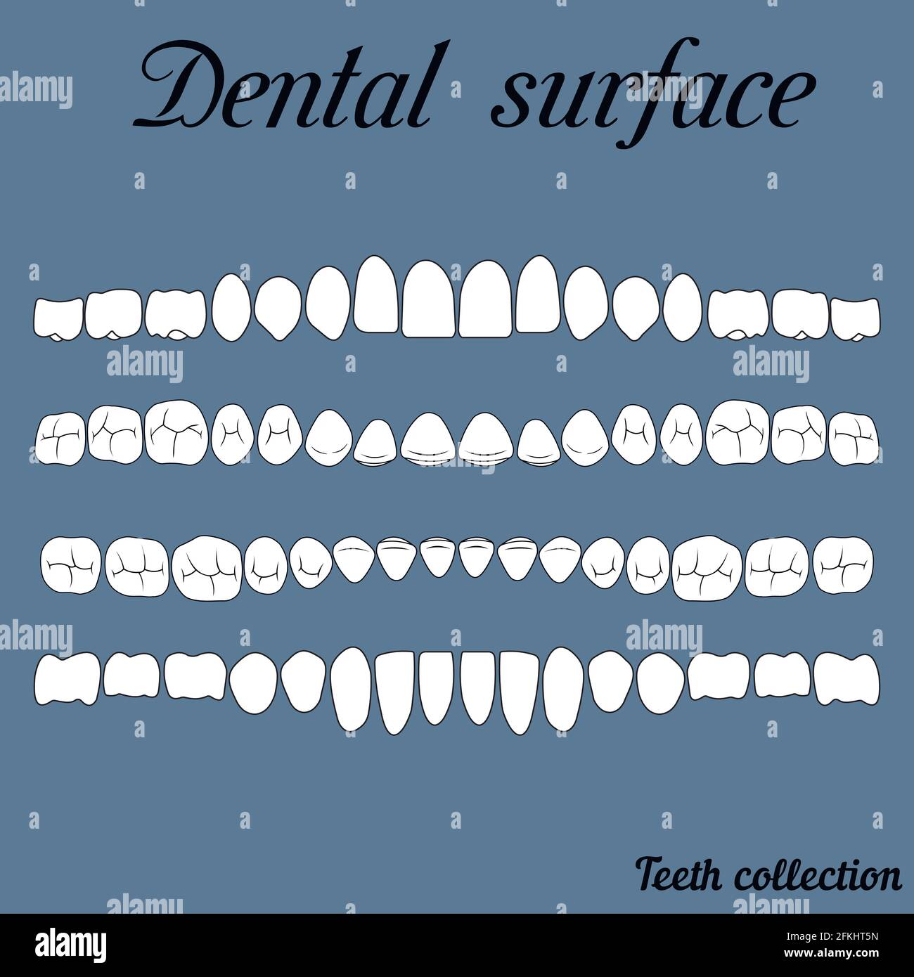 dental surface Stock Vector