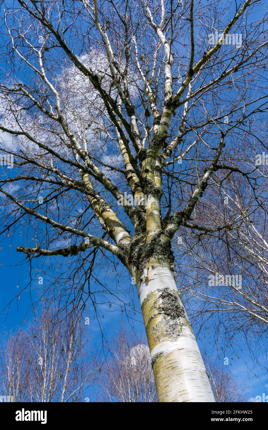 Betula utilis tree in winter with a blue sky which is commonly known as Himalayan Birch and has a white bark, stock photo image Stock Photo