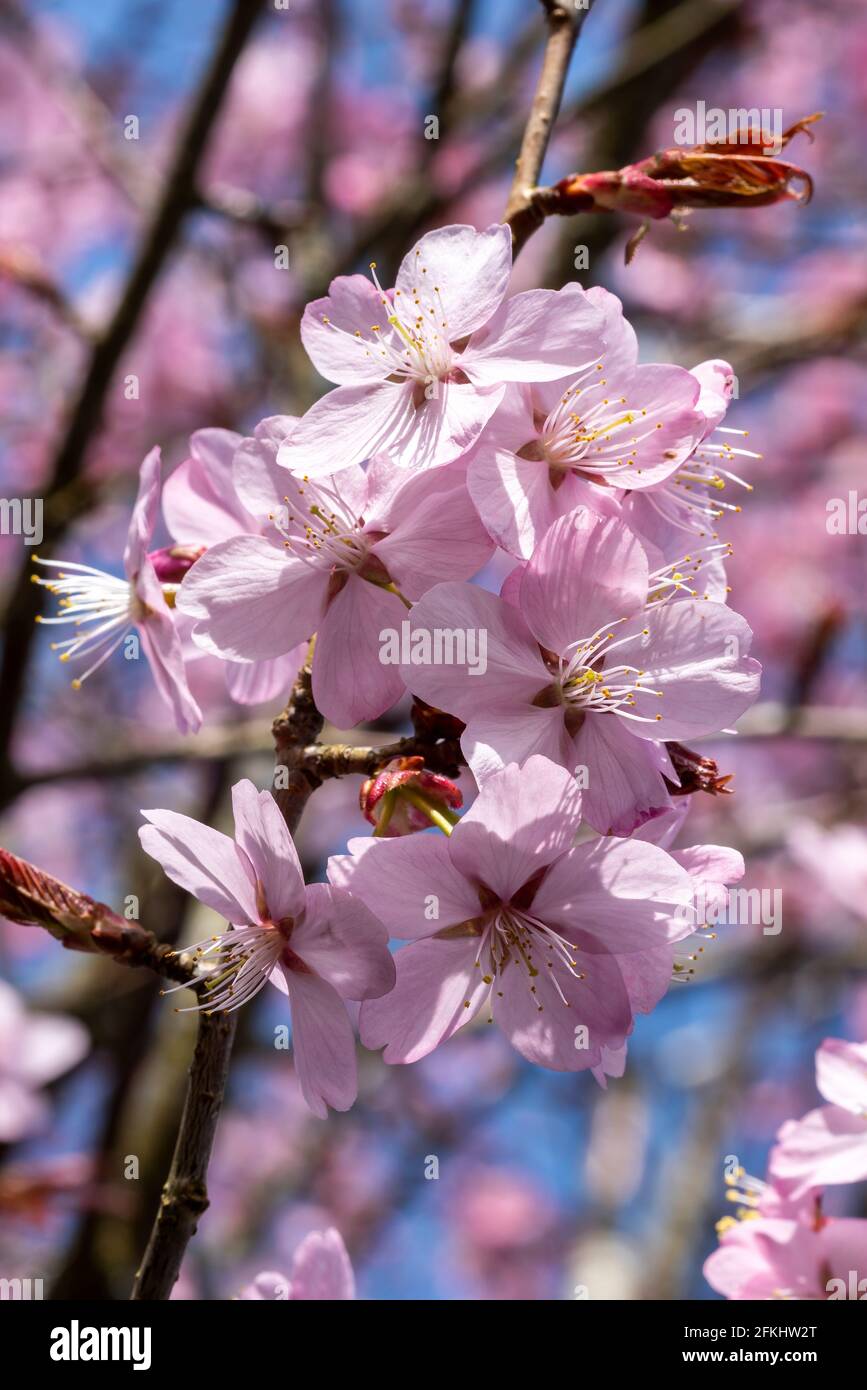 Prunus sargentii a springtime flowering cherry tree plant with pink flower blossom in the spring season which is commonly known as Sargent's cherry, s Stock Photo