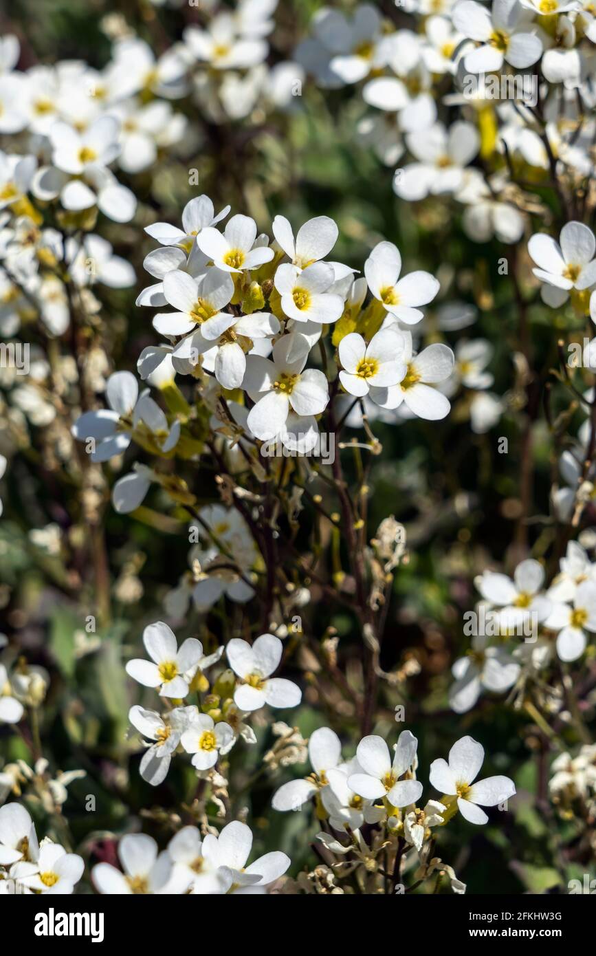 Arabis alpina subsp caucasica 'Variegata' a spring flowering plant with ya white springtime flower commonly known as Variegated Rock Cress, stock phot Stock Photo