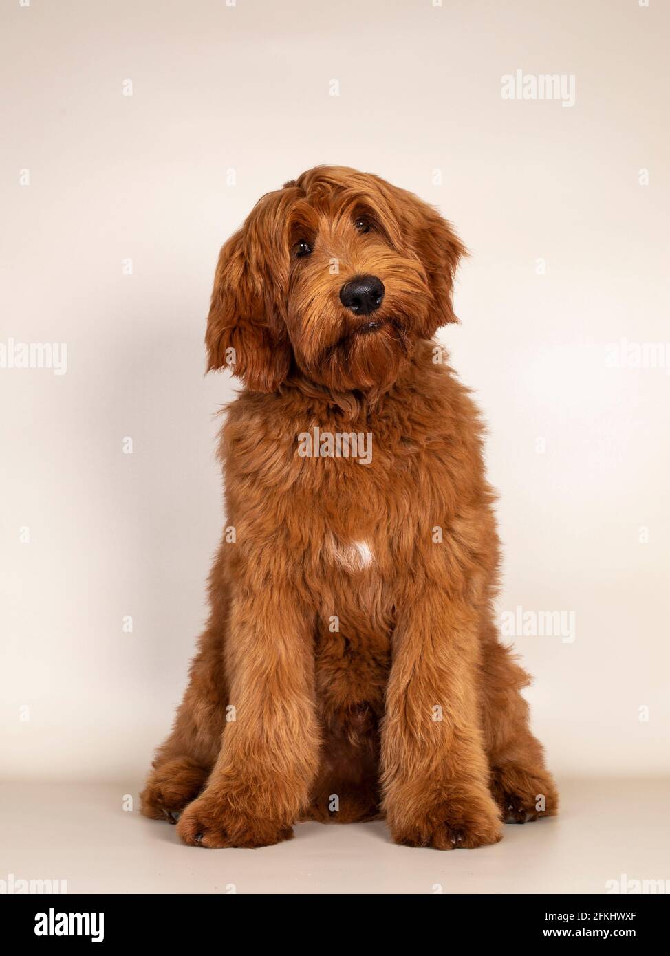Handsome male apricot or red Australian Cobberdog aka Labradoodle, sitting up facing front. Looking friendly to camera. Black nose, mouth closed. Isol Stock Photo