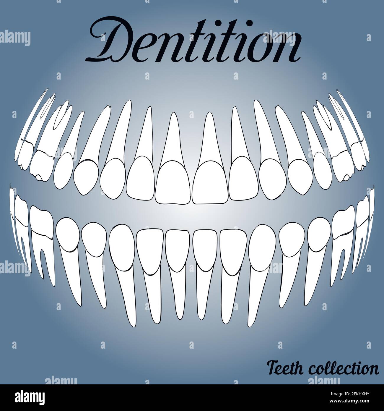 dental records 3D Stock Vector