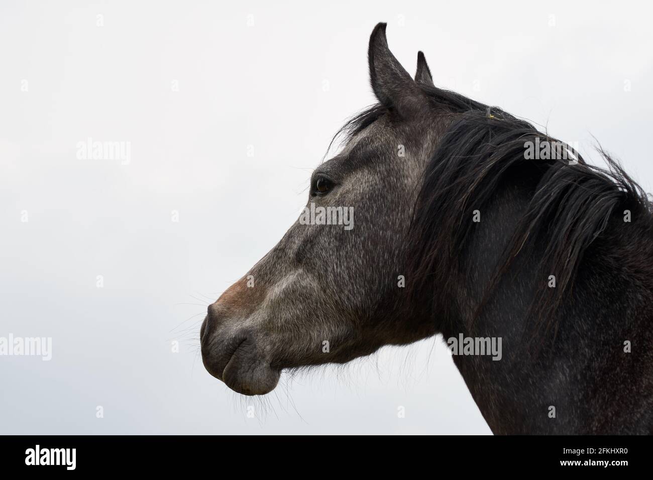 Side view of a brown with grey horse head isolated on white background Stock Photo