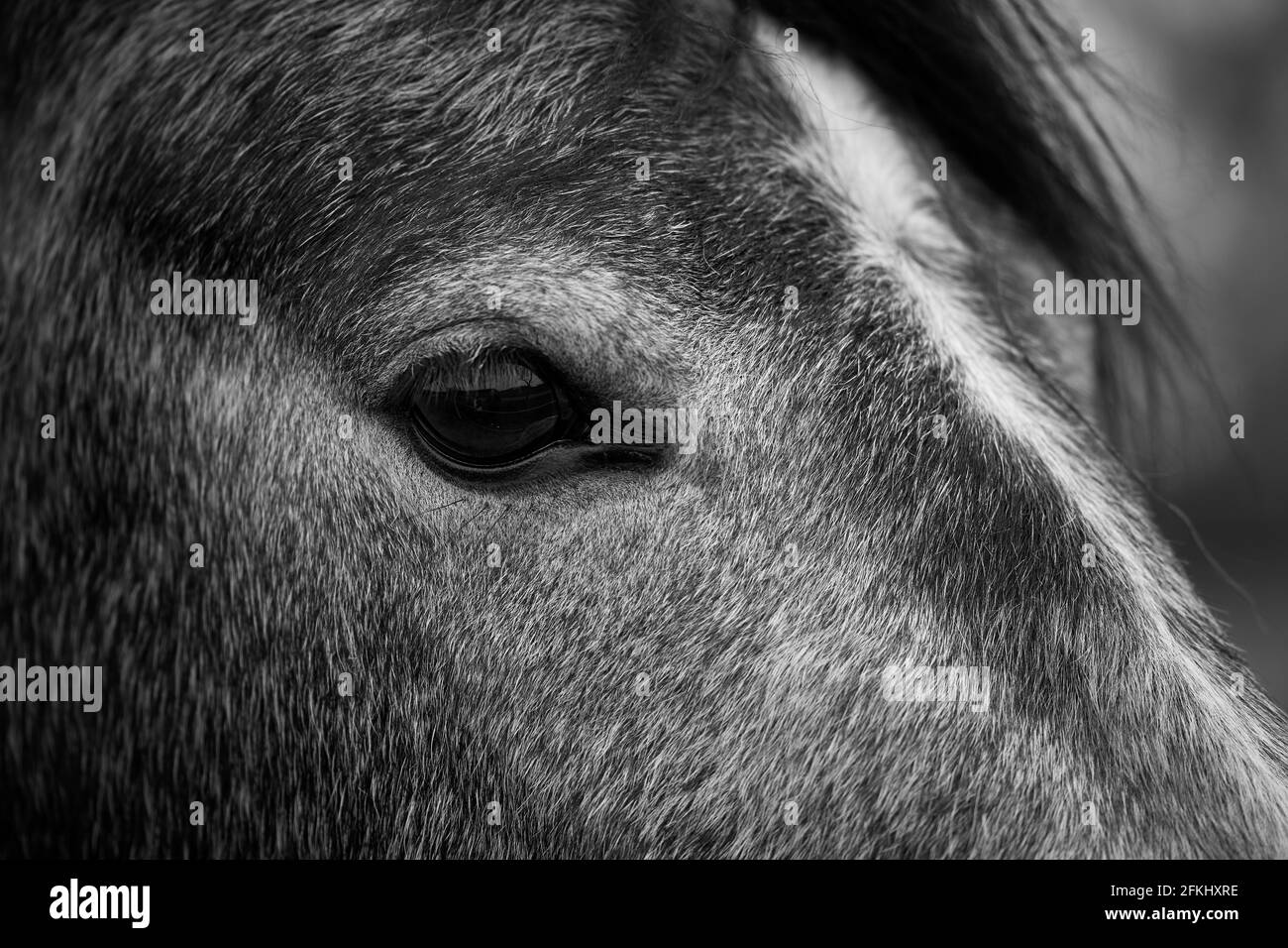 Side view of a horse head with beautiful eye, black and white. Stock Photo