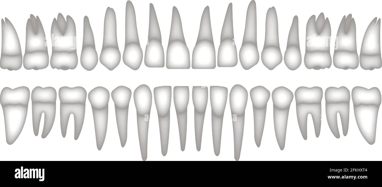 3d dentition Stock Vector