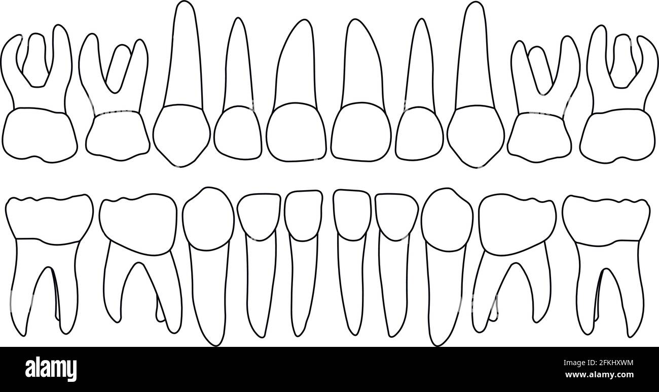 Vector primary teeth front Stock Vector