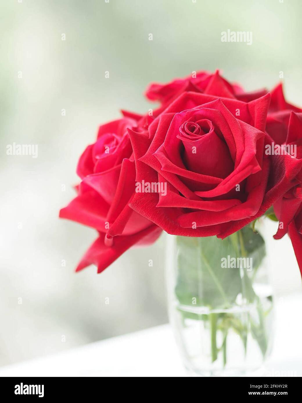 Rose Red Color Flower Blooming In Clear Grass Blurred Background Beautiful Bouquet Copy Space Concept For Write Text Design In Front Background For B Stock Photo Alamy