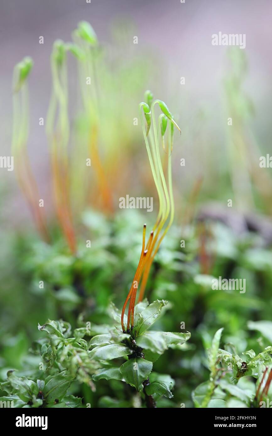 Plagiomnium medium, commonly known as Alpine thyme-moss or intermediate plagiomnium moss Stock Photo