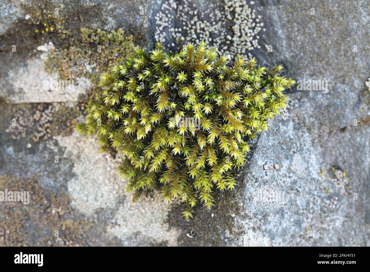 Hedwigia ciliata, commonly known as white-tipped moss Stock Photo