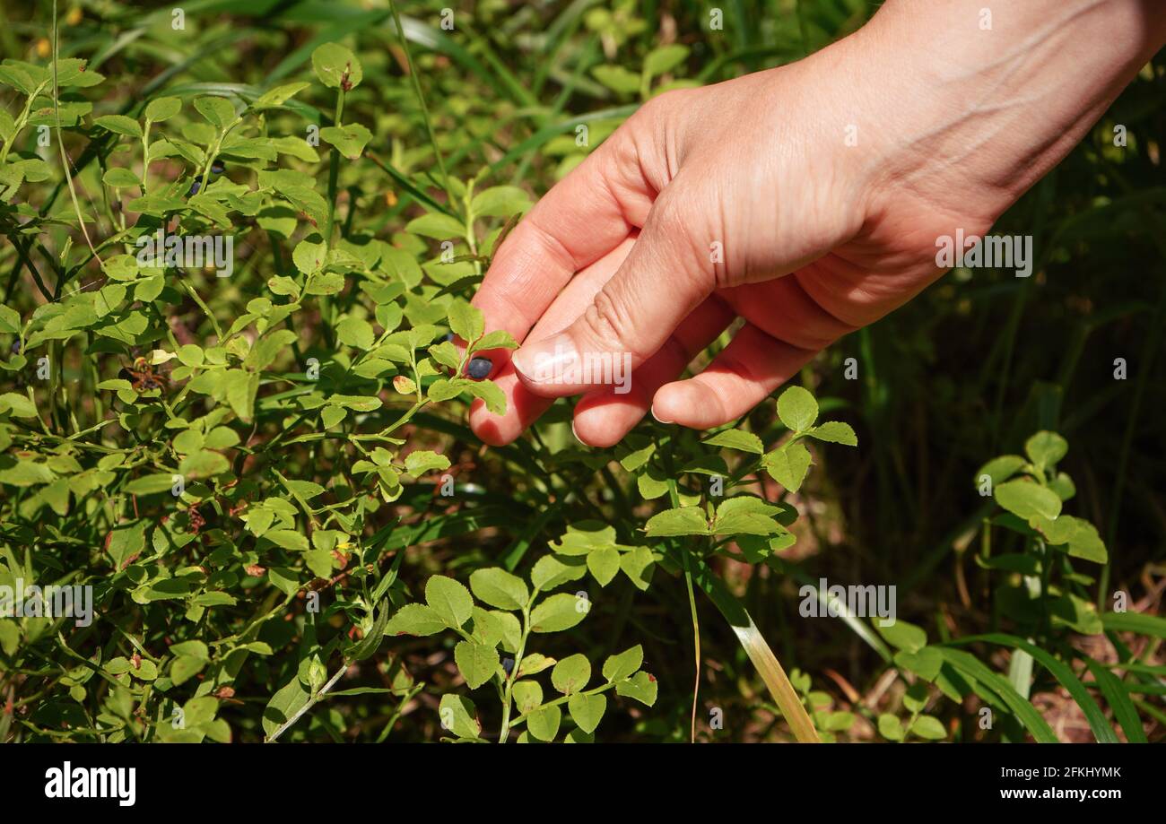 Hand picking up single blueberry from sun lit shrub in forest, closeup detail Stock Photo