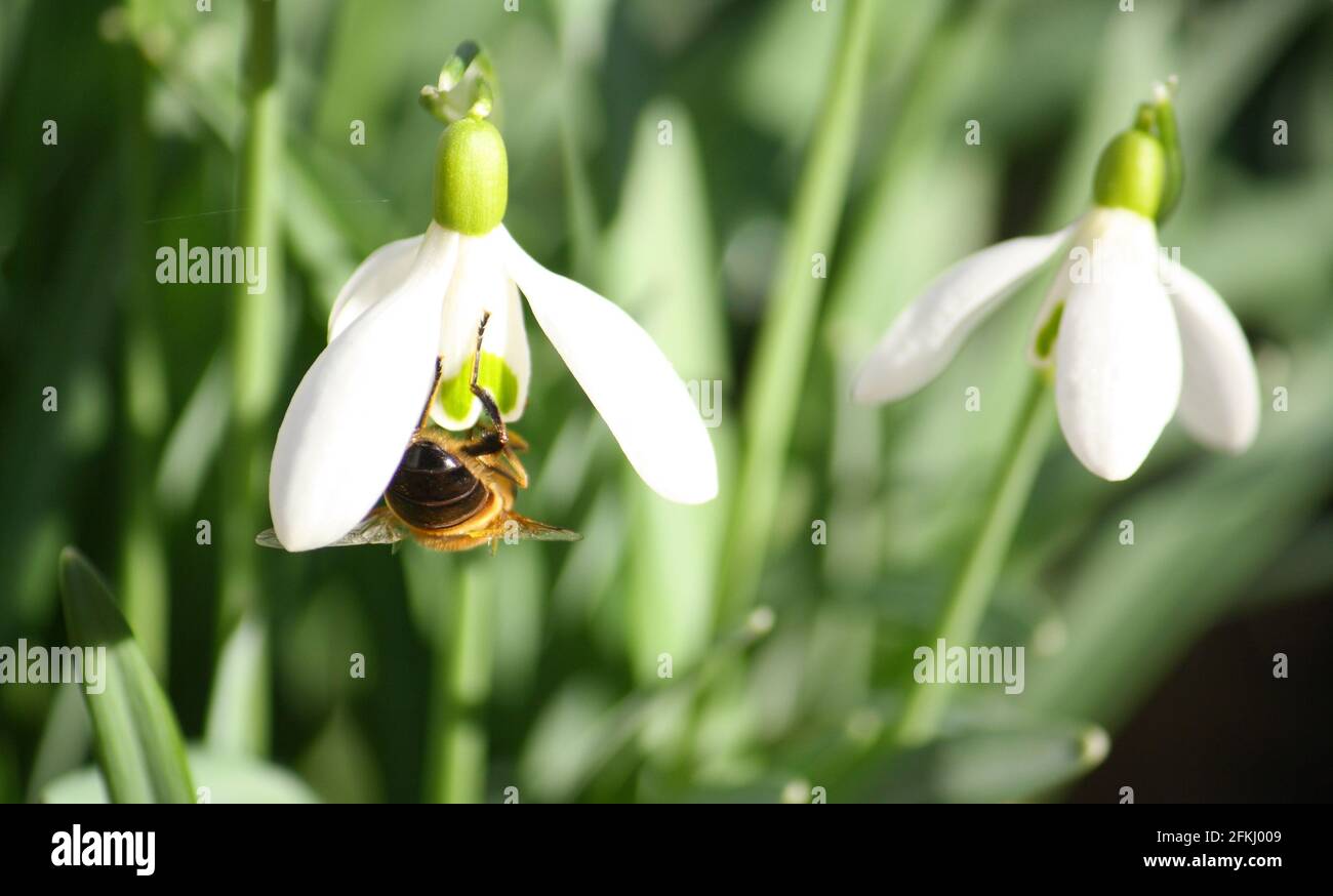 A female common drone fly (eristalis tenax) hanging upside down on a snowdrop, gathering pollen and nectar. In woodland on a sunny spring day. Stock Photo