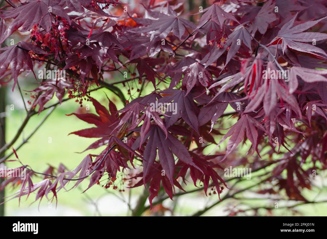Purple foliage maple hi-res stock photography and images - Alamy