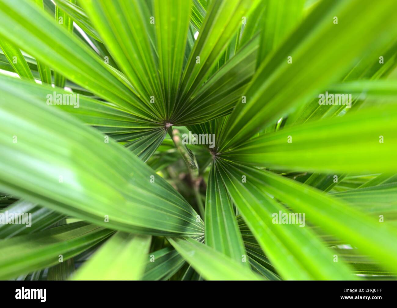 Natural tropical green palm tree leaves. Texture abstract background. Macro nature backdrop. Close-up. Tangled, muddled nature photography. Stock Photo