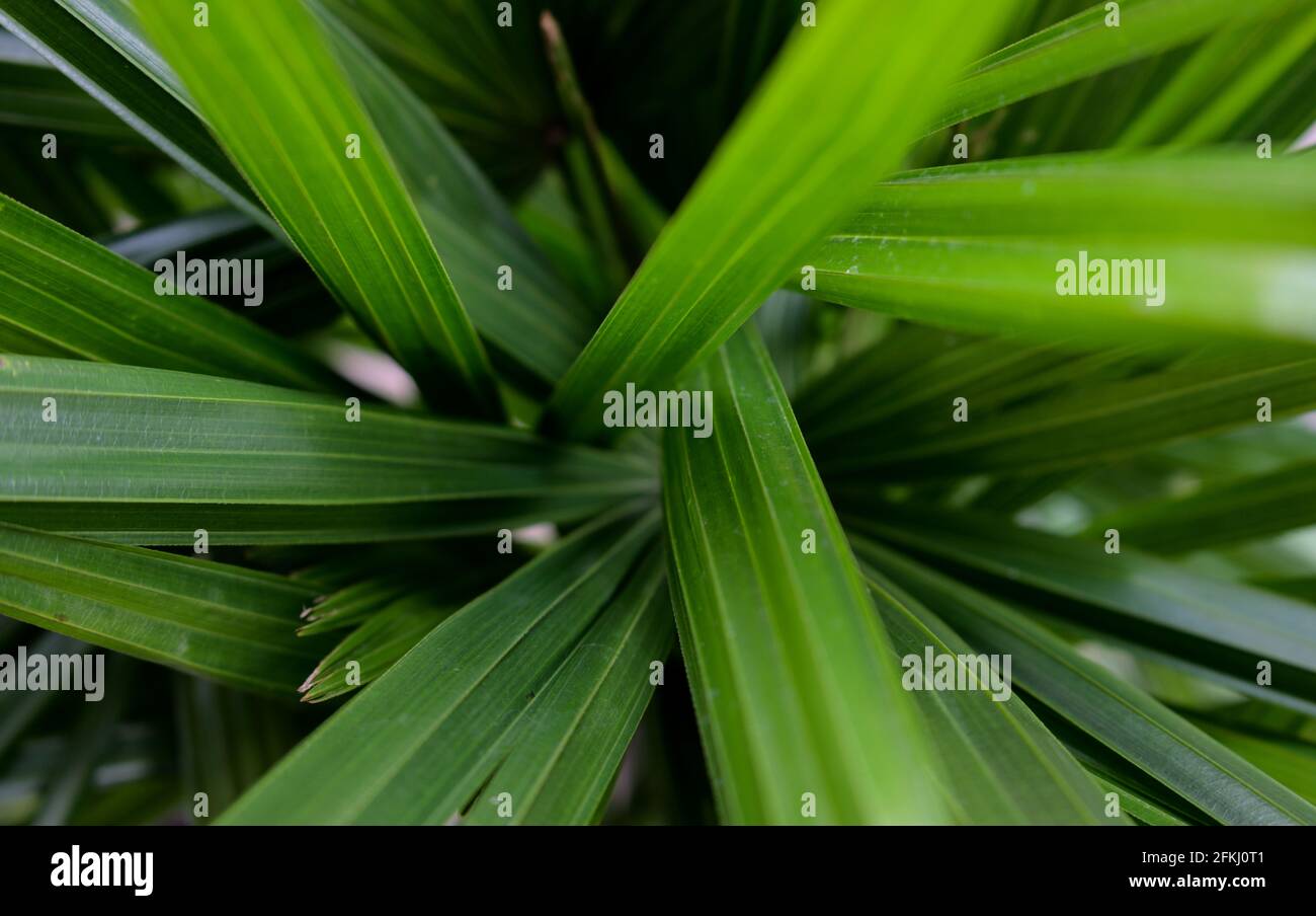 Texture abstract background. Macro nature backdrop. Natural tropical green palm tree leaves. Close-up. Tangled, muddled, asymmetry nature photography. Stock Photo