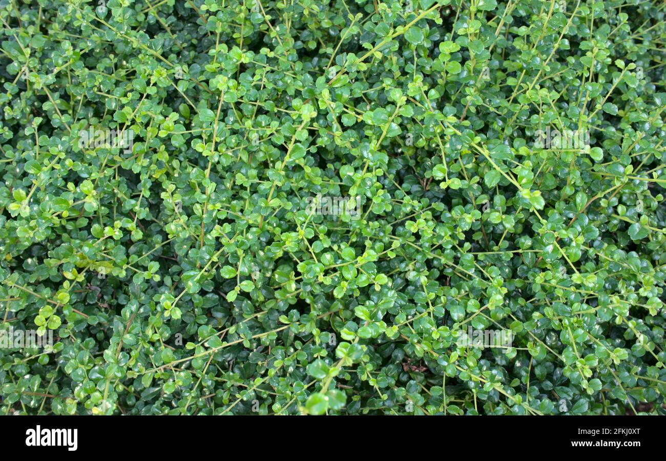 Natural green leaves background. Baby treetop, stems of ornamental plant at outdoor, nature abstract texture. Full frame, top view, horizontal image. Stock Photo