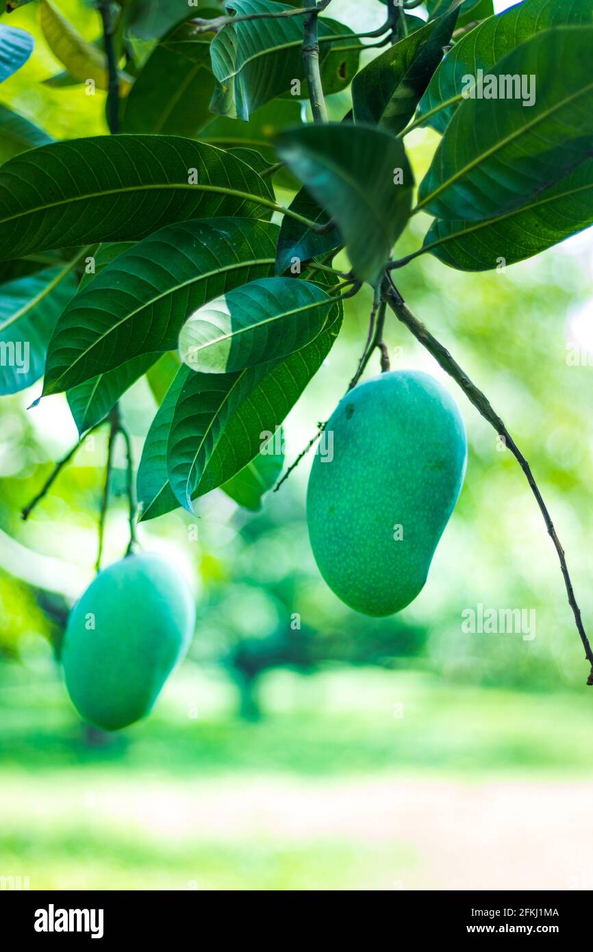 Green Mangoes in the mango Orchard Stock Photo Alamy