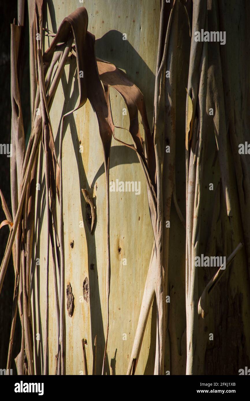 Close-up of tree trunk of Eucalyptus grandis (flooded gum, rose gum). Smooth silver grey bark, with peeling grey-brown older bark. summer, Australia. Stock Photo