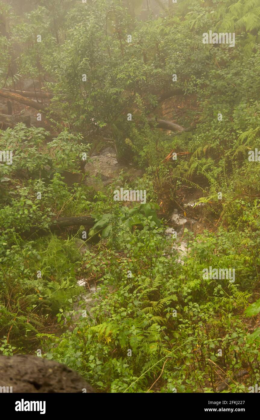 Green understorey and forest floor in Australian lowland subtropical rainforest during wet and misty summer weather. Tamborine Mountain, Australia Stock Photo