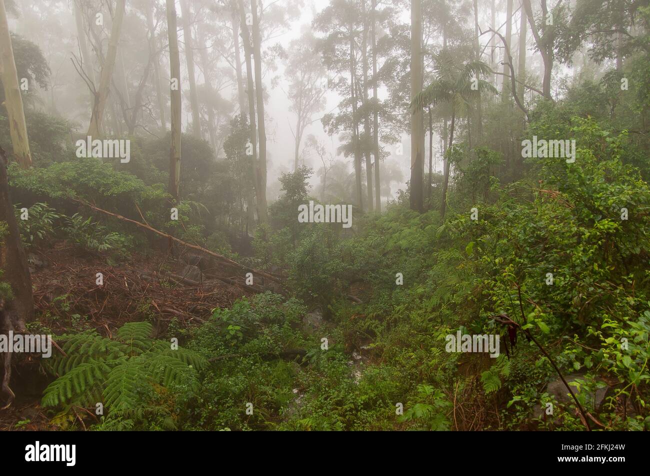 Gully full of gum trees, ferns, palms in Australian lowland subtropical rainforest during wet and misty summer weather. Tamborine Mountain, Australia Stock Photo