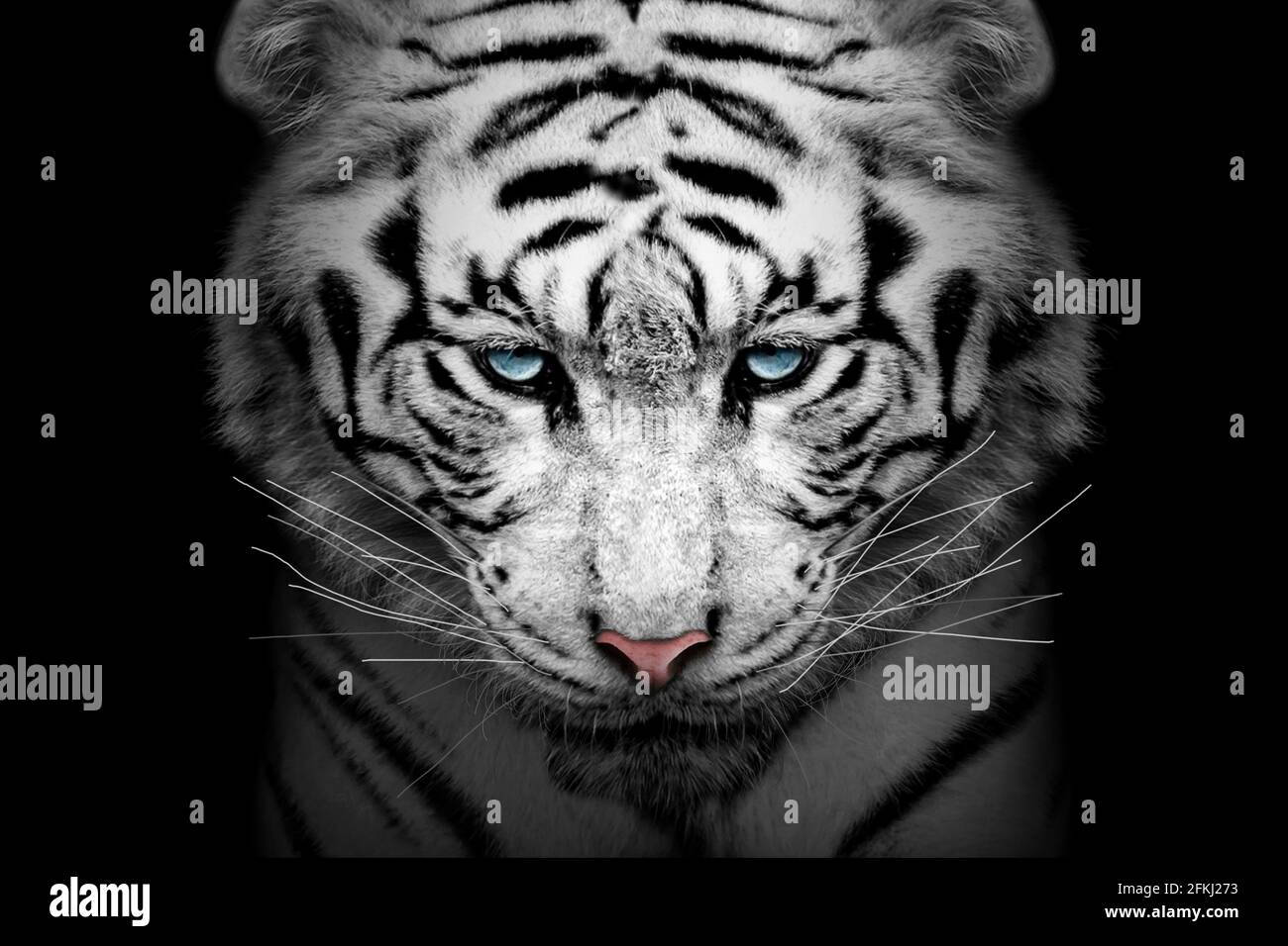 White tiger profile , animal isolated , wildlife hunter Stock Photo Alamy