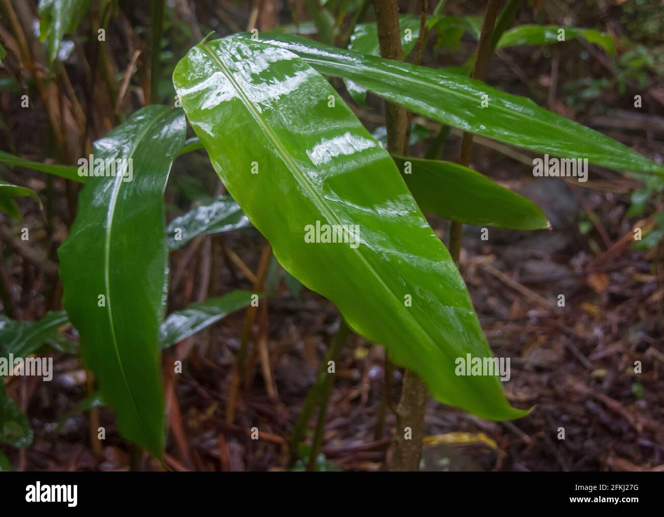Wet, shiny Native Ginger (Alpinia caerulea) leaves in the understorey of subtropical rainforest, summer, Tamborine Mountain, Queensland, Australia. Stock Photo