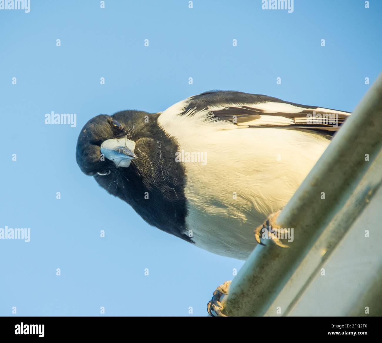 Close-up of Pied butcherbird, Cracticus nigrogularis, perched roof looking down towards camera. Queensland, Australia. Clear sunny blue sky. Stock Photo