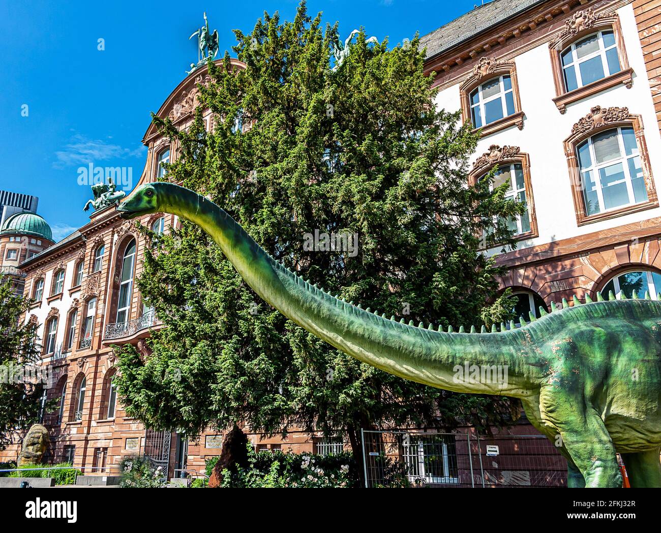 Senckenberg Museum of Natural History in Frankfurt is popular with children, who enjoy the extensive collection of largest dinosaur fossils in Europe. Stock Photo