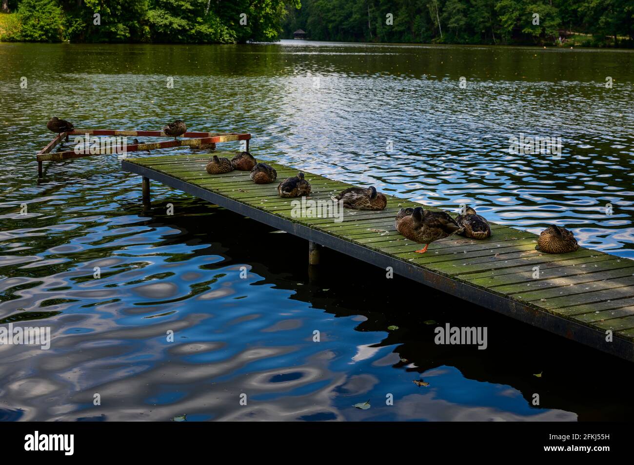 An old wooden bathing jetty on a pristine lake in the forest with a few ducks on it sunbathing. Stock Photo