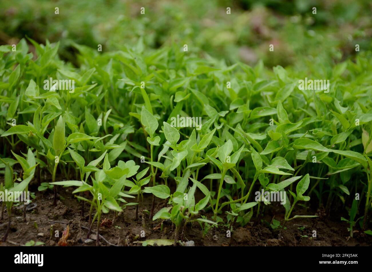 bunch the small green chilly plants soil heaps in the farm. Stock Photo