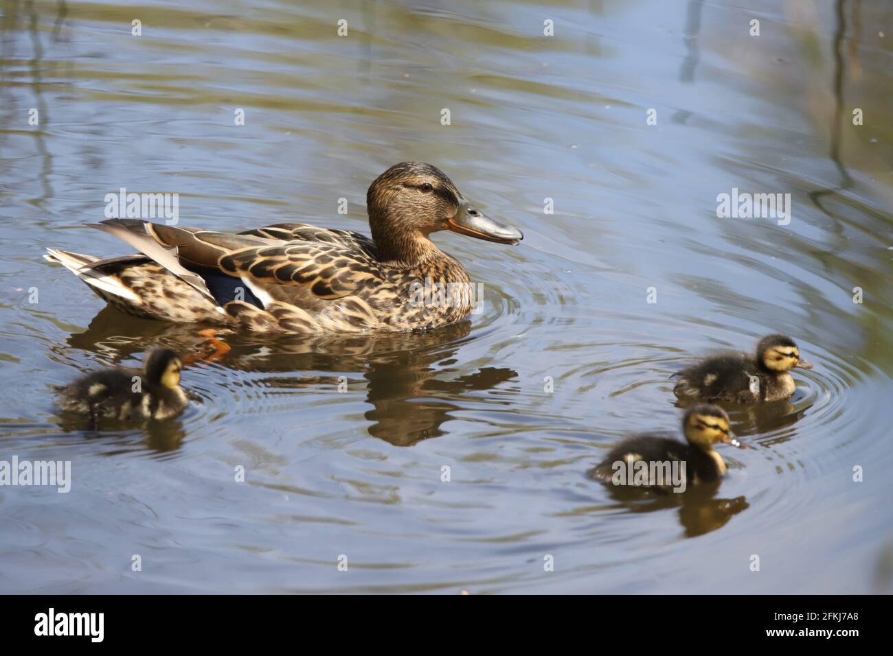 Mother and Mallard Ducklings in nature, baby ducks Stock Photo