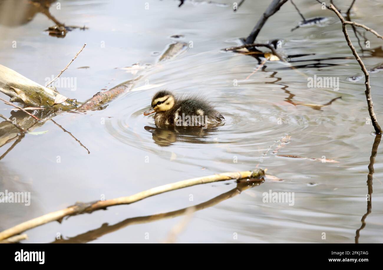 Baby ducks, Mallard Ducklings in nature. Stock Photo