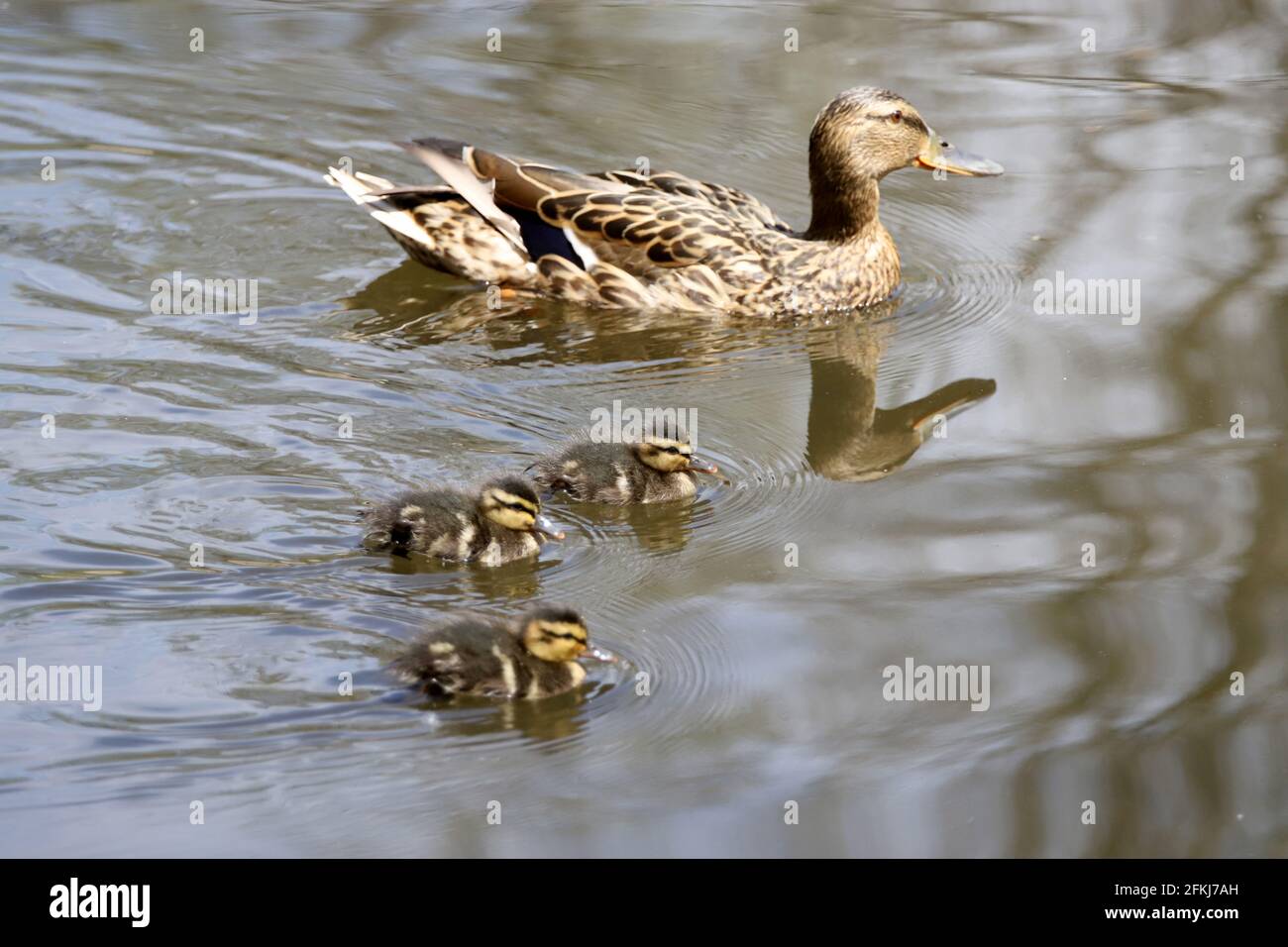 Mother and Mallard Ducklings in nature, baby ducks Stock Photo