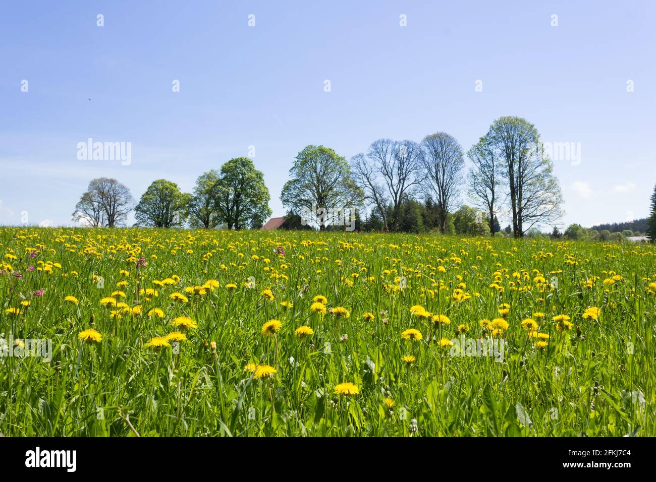 Beautiful field with dandelion flowers during spring in Ramsau am Dachtstein, Austria Stock Photo