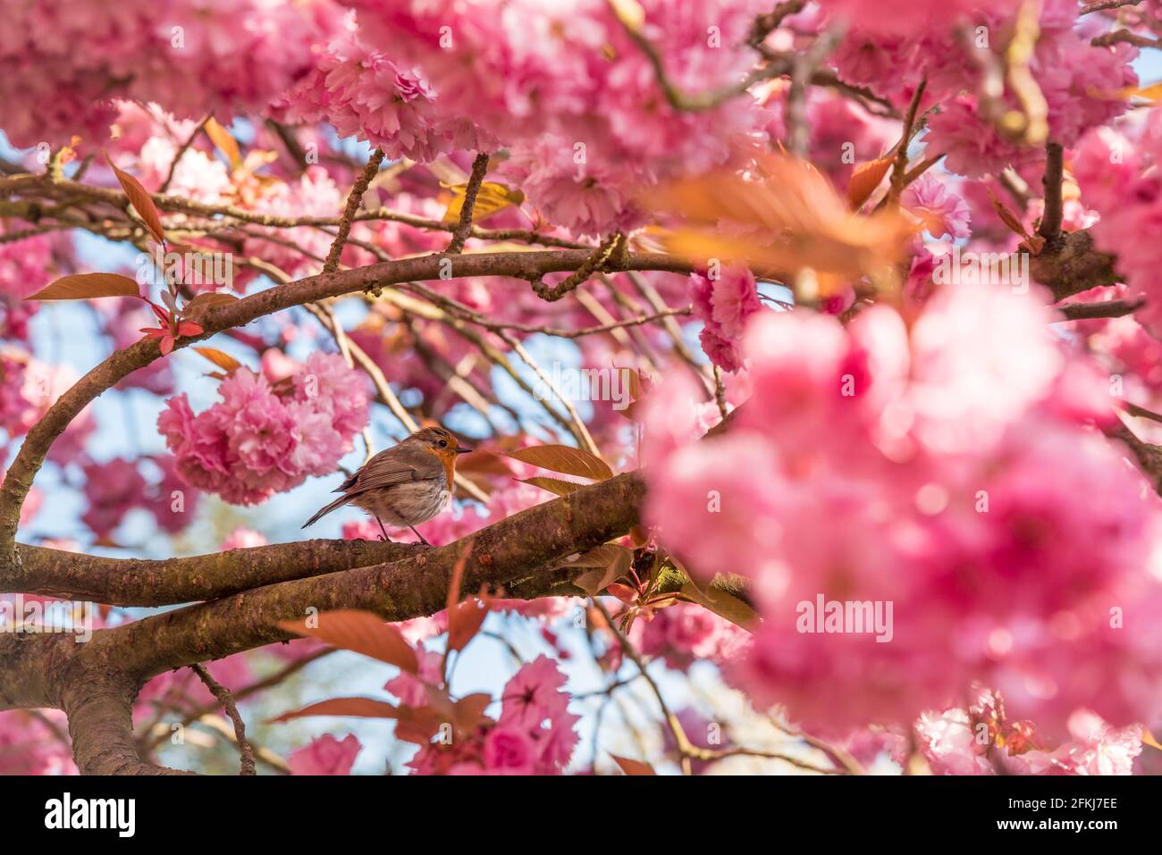 Greenwich park cherry blossoms Stock Photo Alamy