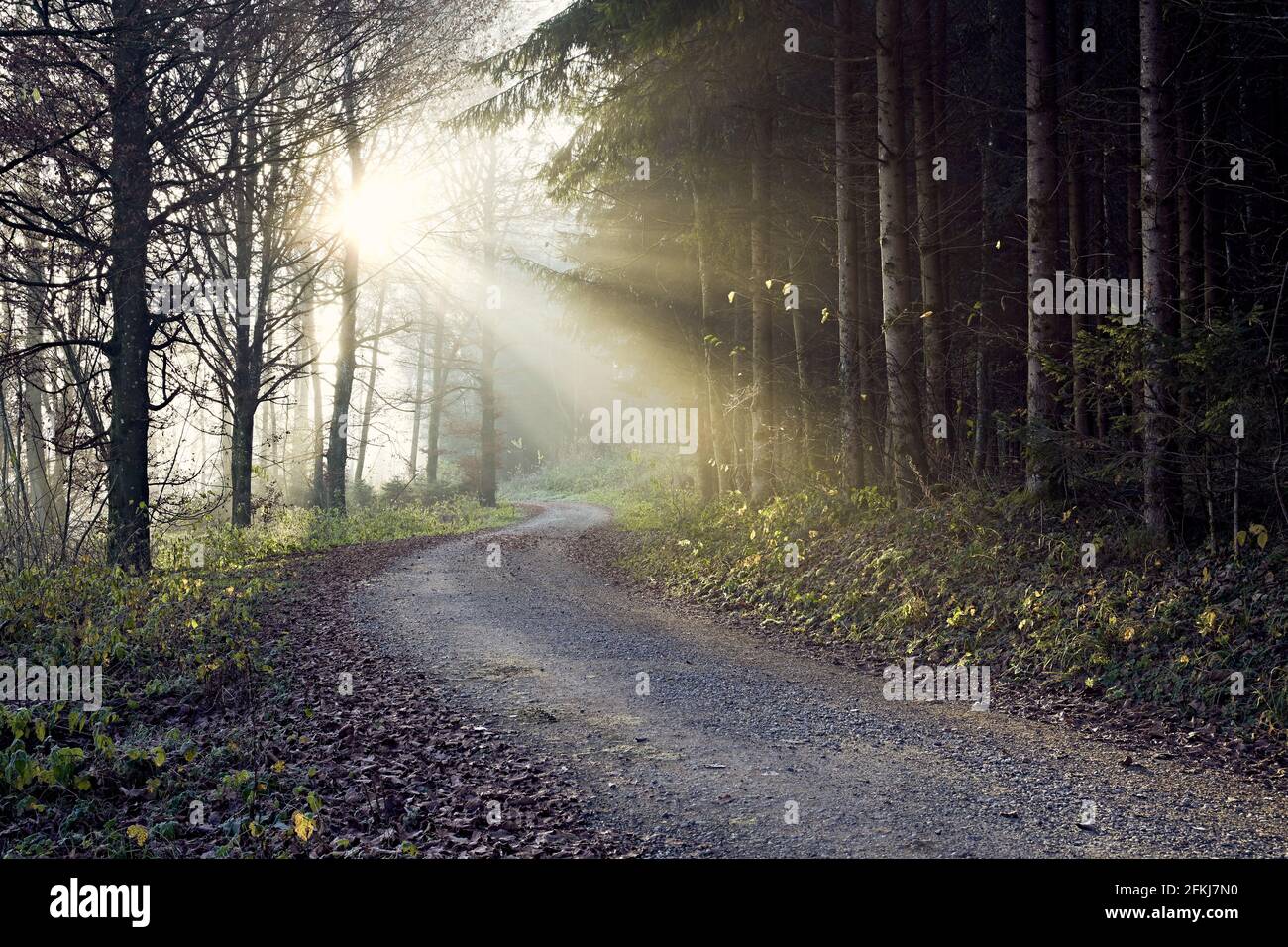 Path Leading In Path leading in to the light through the woods Stock Photo - Alamy