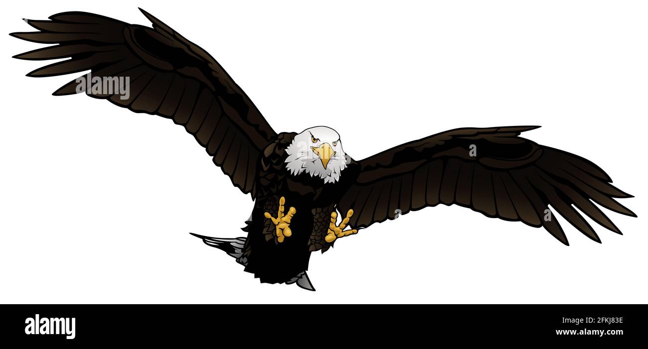 Flying Bald Eagle Illustration Stock Vector Image &amp; Art - Alamy