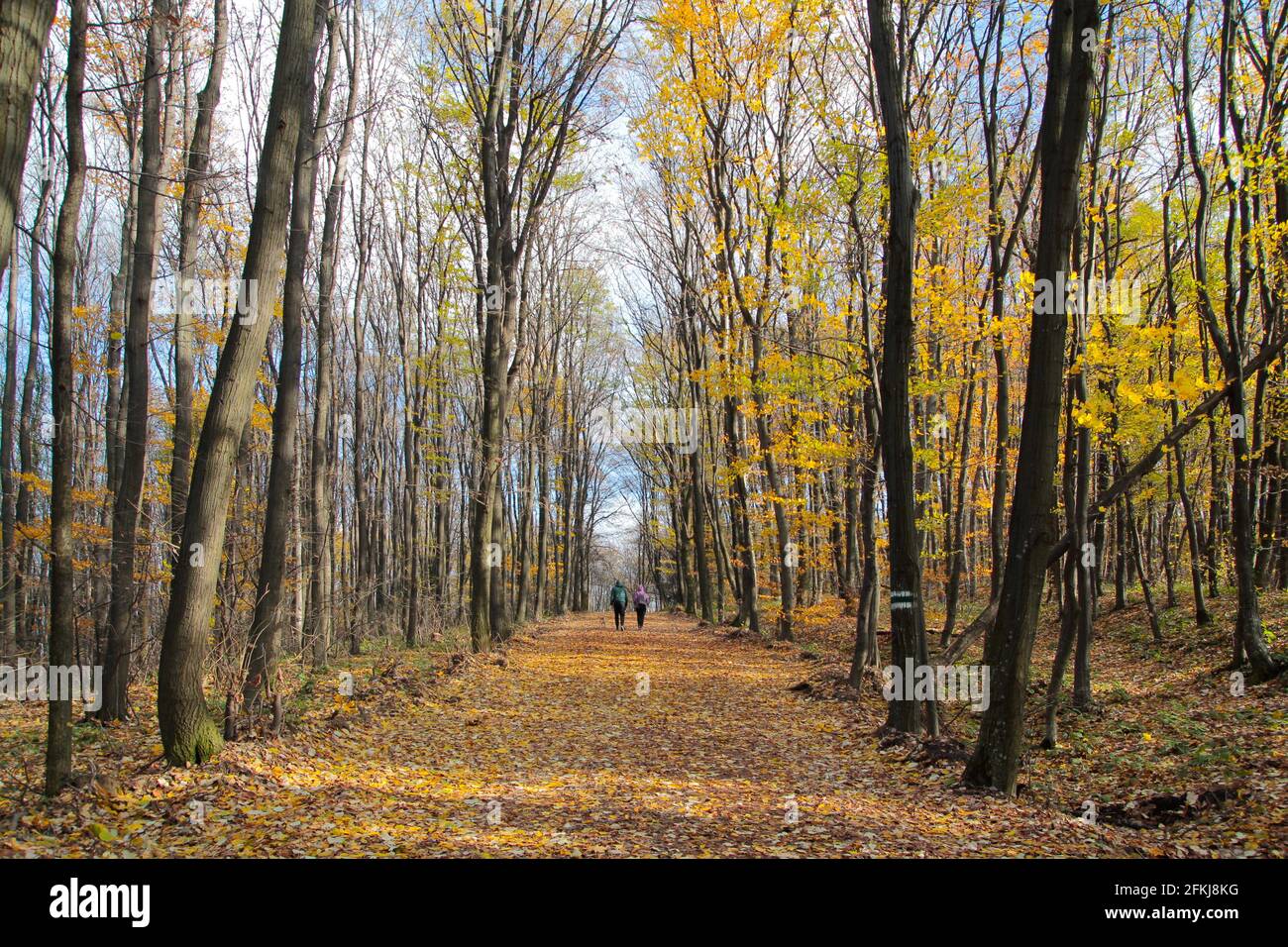 Two unrecognizable persons walking on a forest path on a nice autumn day Stock Photo