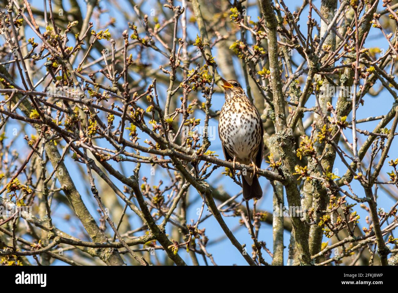 May 2nd, 2021. International Dawn Chorus Day is held on the first Sunday of May each year. People are encouraged to go out early in the morning to see and listen to the birds singing and to celebrate nature's great symphony. Pictured is a song thrush (Turdus philomelos) singing at Fleet Pond Local Nature Reserve in Hampshire, England, UK. Stock Photo