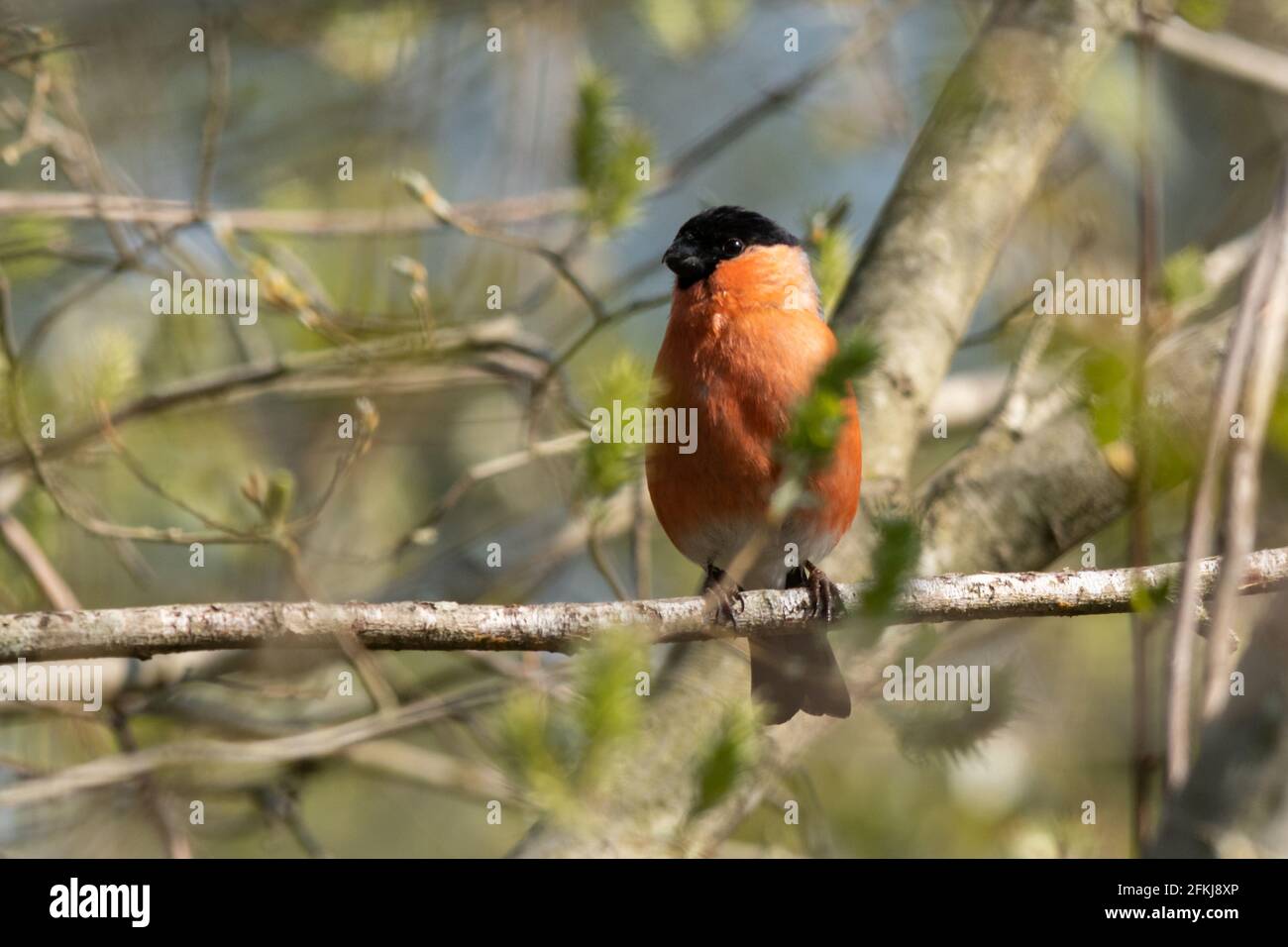 May 2nd, 2021. International Dawn Chorus Day is held on the first Sunday of May each year. People are encouraged to go out early in the morning to see and listen to the birds singing and to celebrate nature's great symphony. Pictured is a male bullfinch (Pyrrhula pyrrhula) at Fleet Pond Local Nature Reserve in Hampshire, England, UK. Stock Photo