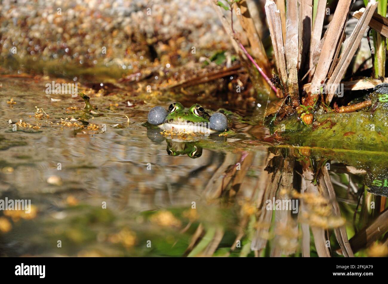 Ein Teichfrosch (Pelophylax) lässt es sich im Gartenteich gut gehen und verkündet von Zeit zu Zeit lautstark seine Anwesenheit. - A green frog (Peloph Stock Photo