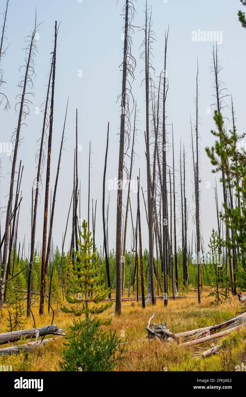 Recover from fire hires stock photography and images Alamy