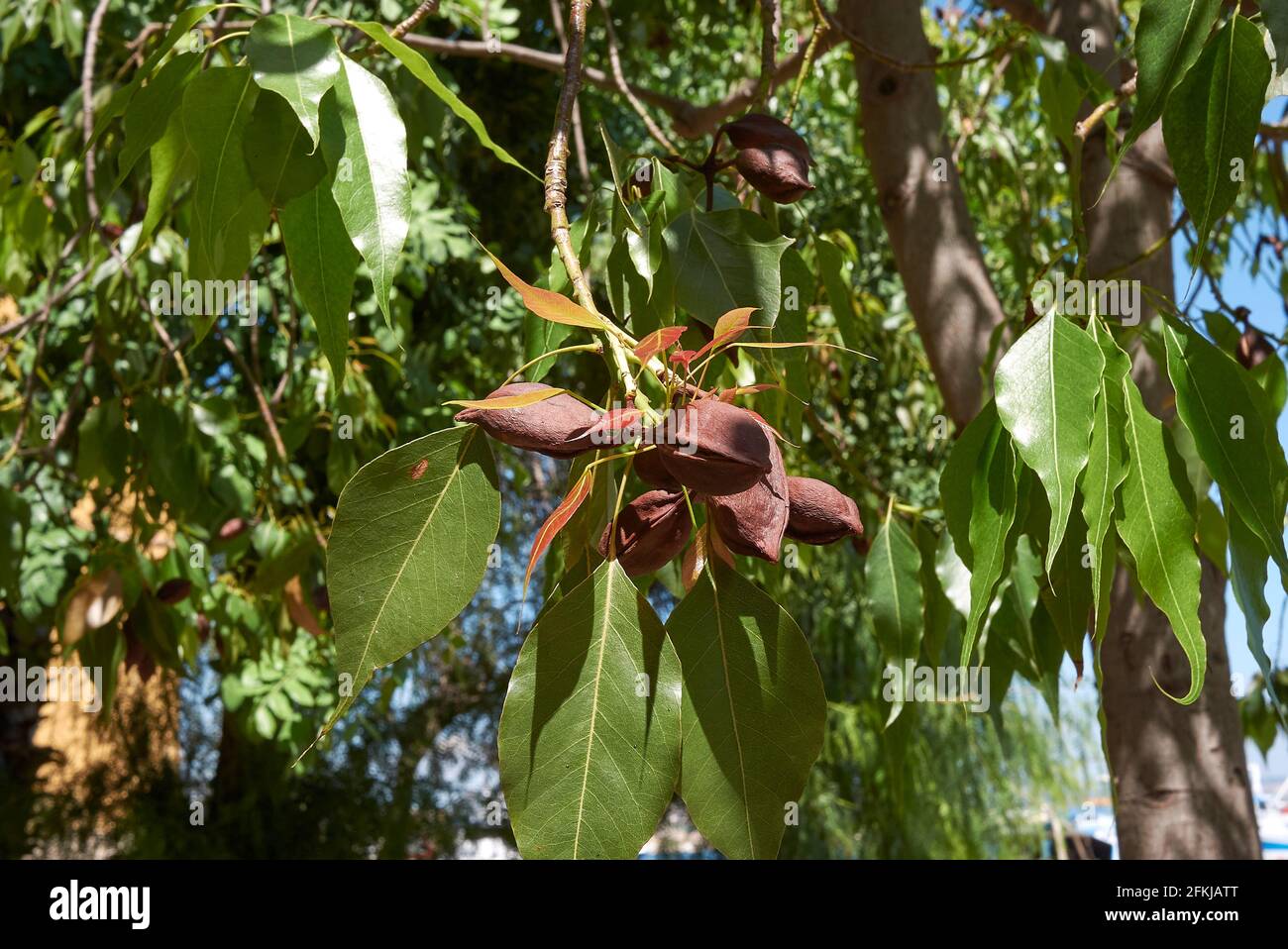 Branch close up of Brachychiton populneus tree Stock Photo