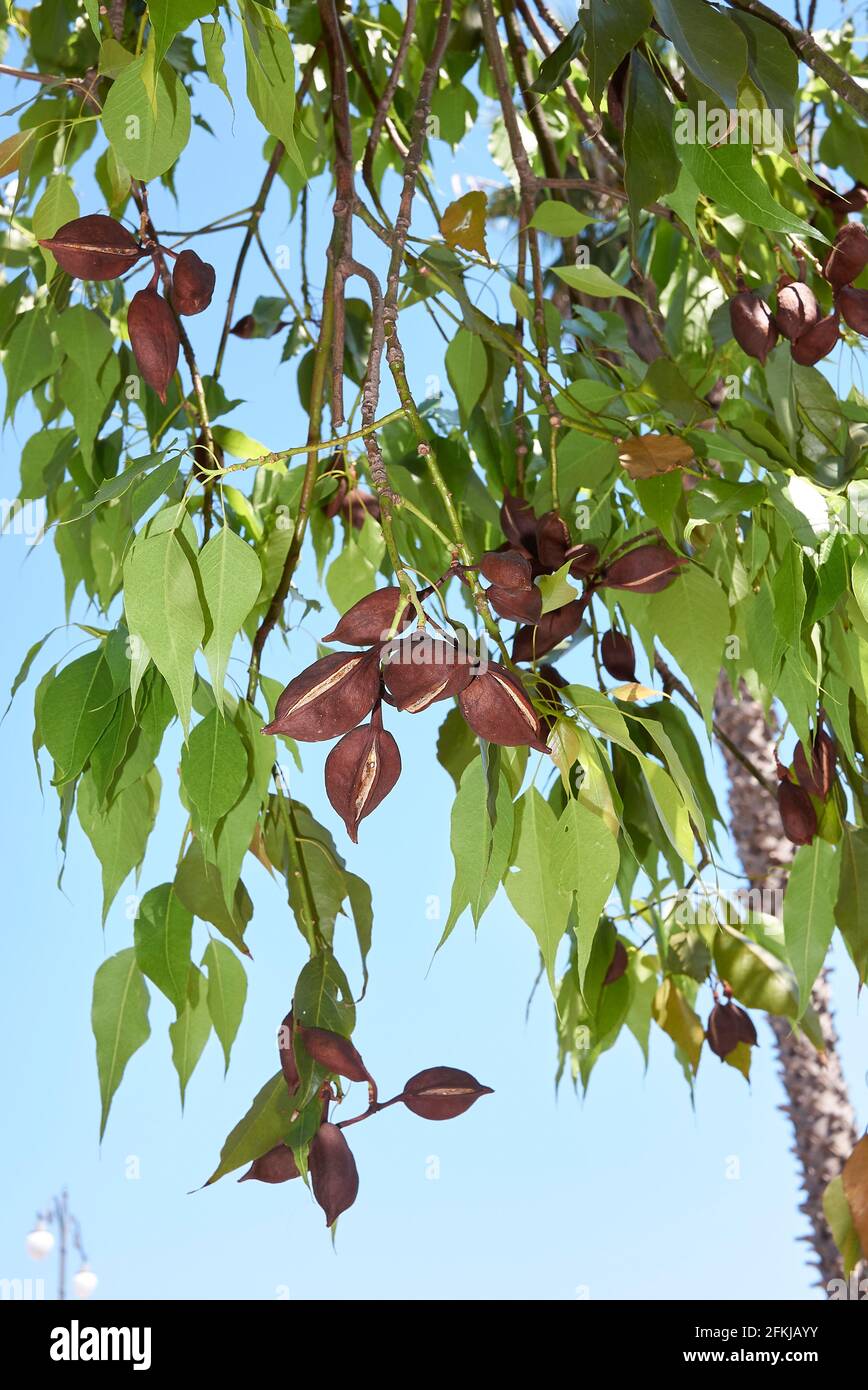 Branch close up of Brachychiton populneus tree Stock Photo