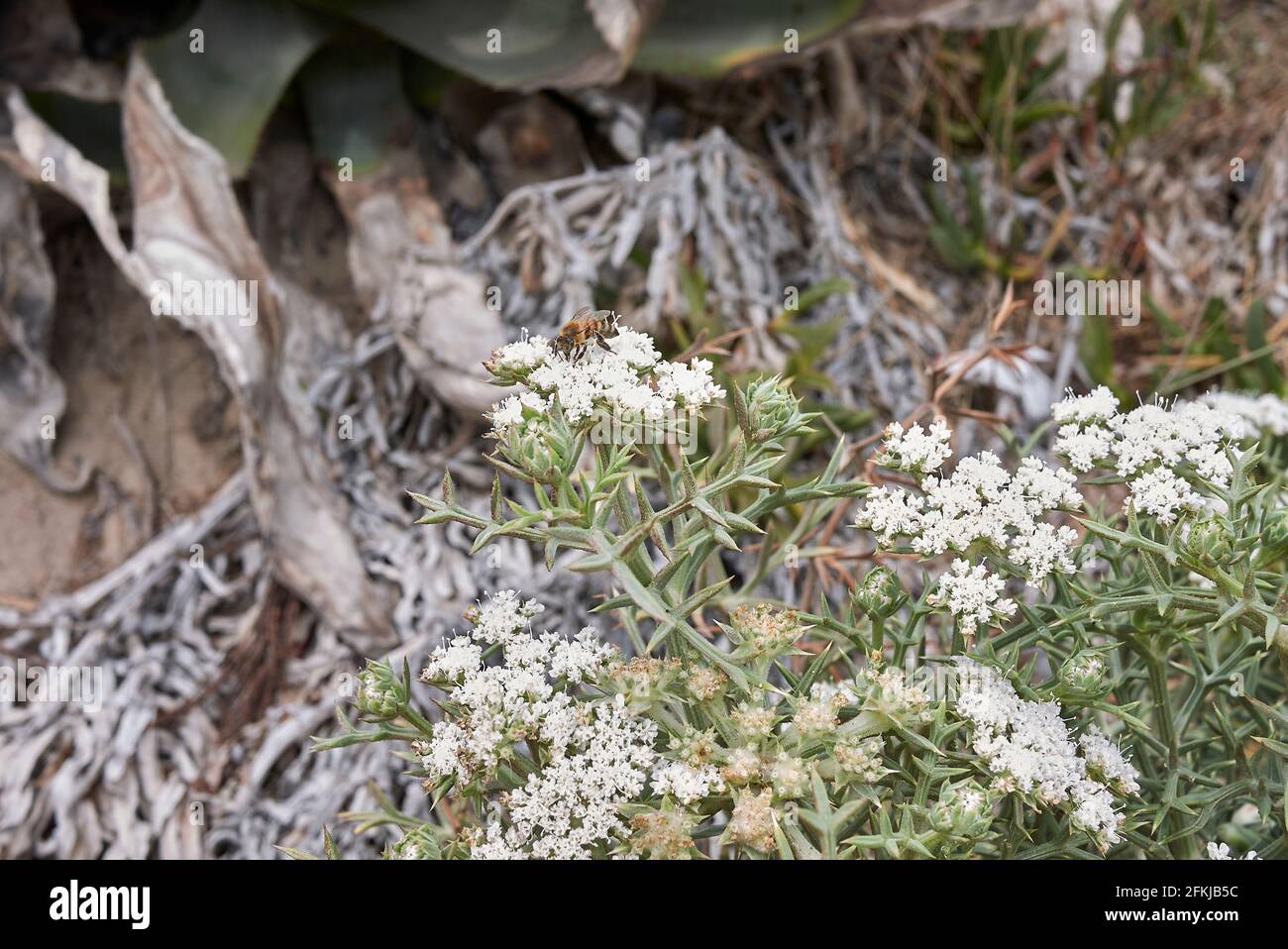 Echinophora spinosa white inflorescence Stock Photo