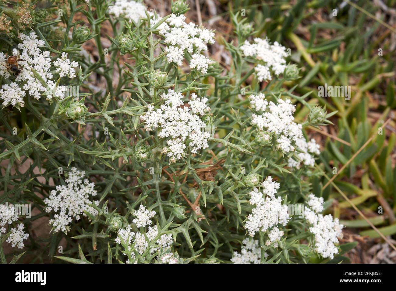 Echinophora spinosa white inflorescence Stock Photo