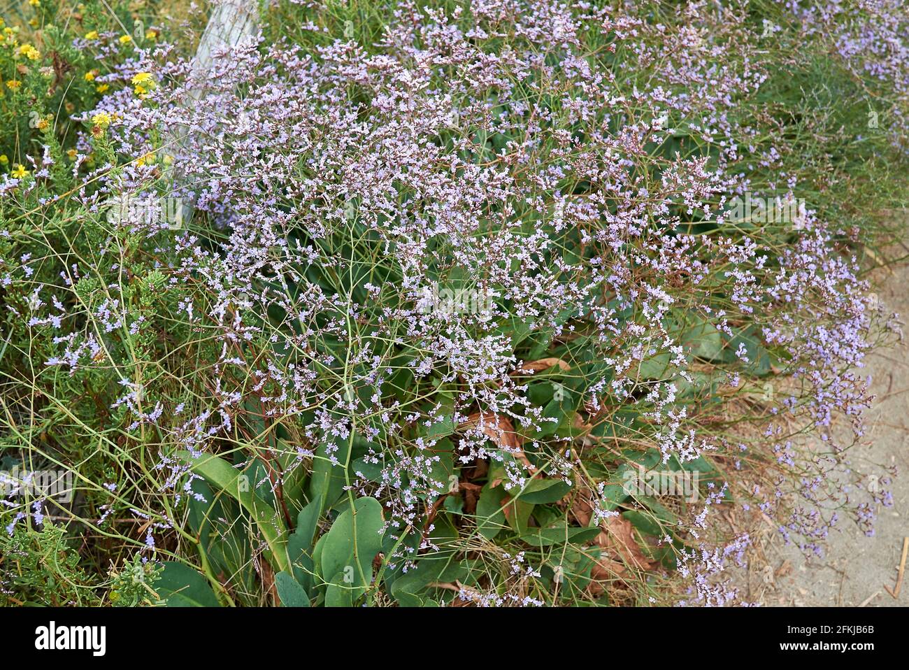 Limonium narbonense violet flowers Stock Photo