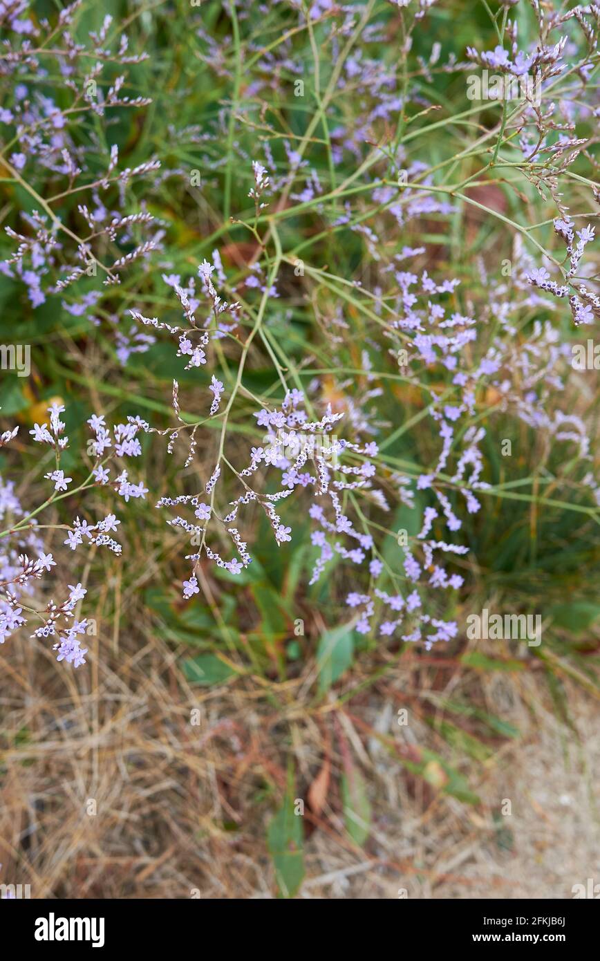Limonium narbonense violet flowers Stock Photo