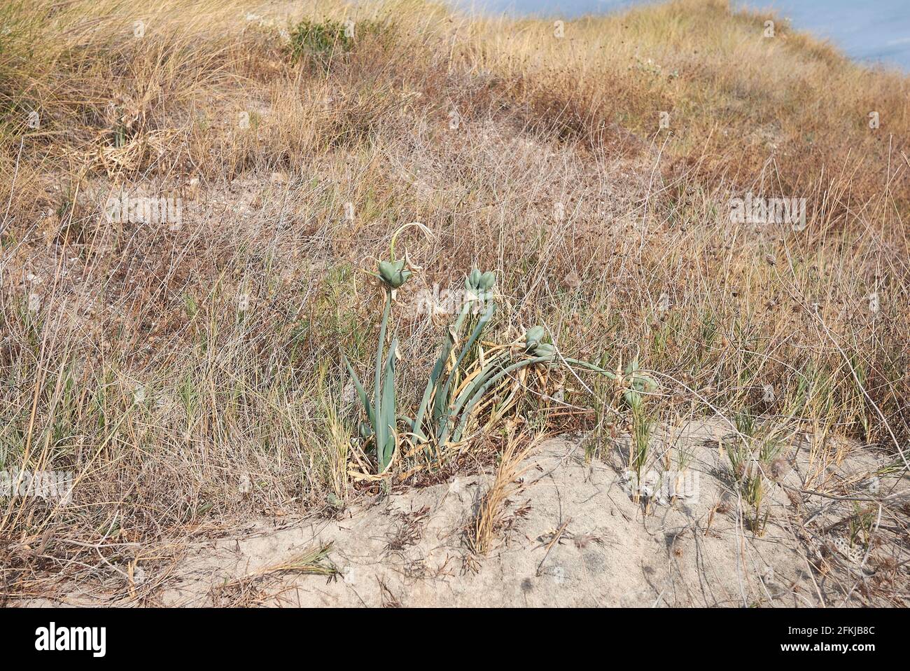 Pancratium maritimum plants on sand dunes Stock Photo