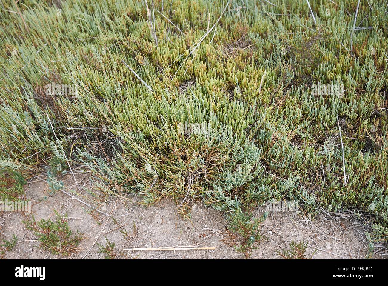 Salicornia fruticosa plants in a salt marsh Stock Photo